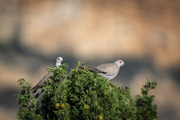 Two collard doves on top of a bush