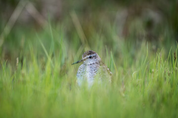 Wood sandpiper hiding in grass