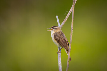 Cute reed warbler songbird on reed singing, blurred background