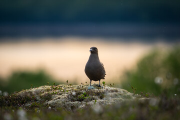 An arctic skua standing on a hilltop, ocean in background (parasitic jaeger)