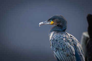 Sharp image of a cormorant with blurred out background, blue eyes, black feathers
