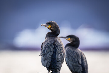 Pair of cormorants with out of focus ship in background, high detail closeup