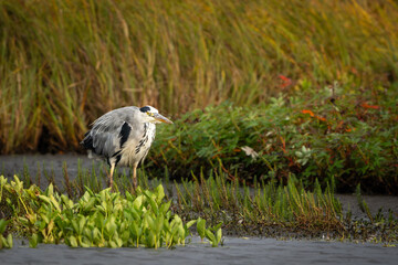 Grey heron in wetlands looking for food