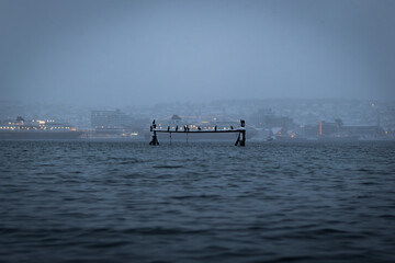 A group of cormorants in front of large cruise ship in Norway, foggy