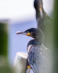 Portait of a cormorant with beautiful blue eyes behind pillars on the pier