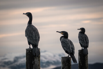 Three cormorants sitting on pillars in front of snow covered mountains, high quaility