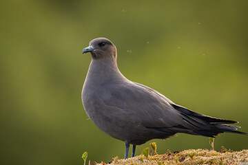 High quality portrait of an arctic  skua (parasitic jaeger) with out of focus background