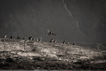A colony of cormorants in front of mountain, black and white