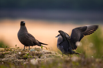 A pair of parasitic jaegers or arctic skuas in front of the sunrise