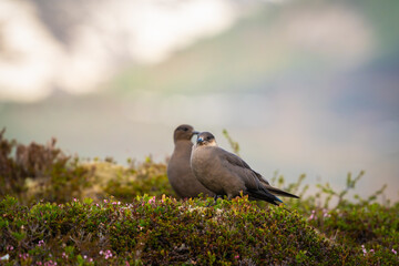 A pair of nesting arctic skua (parasic jaeger), out of focus bacground