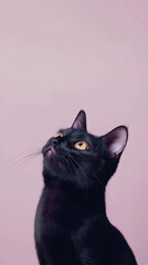 This captivating image features a black cat with striking yellow eyes, looking upward against a soft pink background, blending elegance and curiosity in one frame.