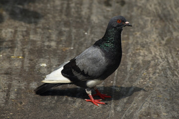 A black, grey, white pigeon standing on the ground