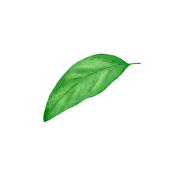 Watercolor lemon leaf on white background.
