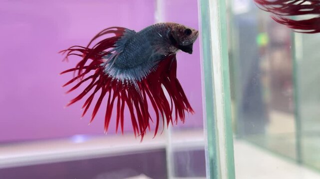 Beautiful fighting fish in a jar