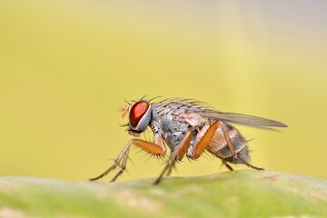 a close-up of a small fly, highlighting its intricate features. The fly’s body is covered in fine hairs, and its compound eyes are prominently red and textured.