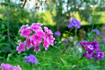 Purply garden Phlox (Phlox paniculata) blooms in a summer garden.