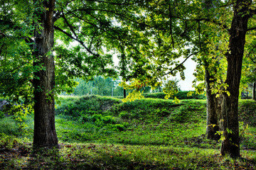 Tranquil Green Forest Landscape