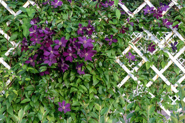 Dark purple clematis flowers on a white garden grate.