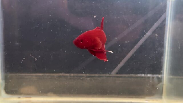 Beautiful fighting fish in a jar
