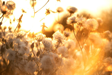lots of fluffy soft white dandelions in the warm sunset sunlight.