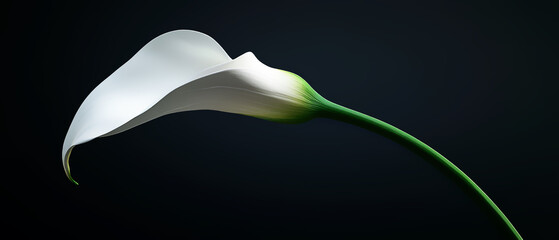 A single white calla lily is against a dark backdrop, emphasizing its graceful curved form and the smooth texture of its petal. Generative AI.