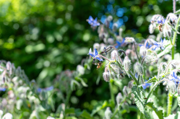 Wild blossom of borago officinalis edible medicinal plant on meadow