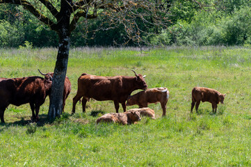 Green pastures with grazing cows in Perigord Limousin Regional Natural Park, Dordogne, France in spring