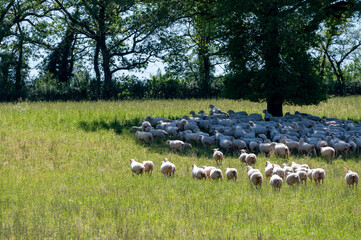 Naklejka premium Green pastures with grazing sheeps in Perigord Limousin Regional Natural Park, Dordogne, France in spring