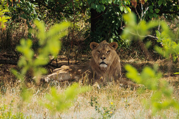 A resting lion under the tree in the wild