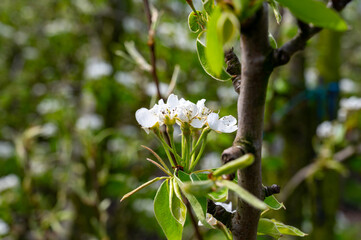 Obraz premium Organic farming in Netherlands, rows of blossoming conference pear trees on fruit orchards in Betuwe, Gelderland