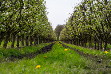 Obraz premium Organic farming in Netherlands, rows of blossoming conference pear trees on fruit orchards in Betuwe, Gelderland