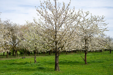Fototapeta premium Spring blossom of cherry trees in orchard, fruit region Haspengouw in Belgium, nature landscape