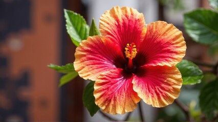 A Stunning Hibiscus Flower in Full Bloom