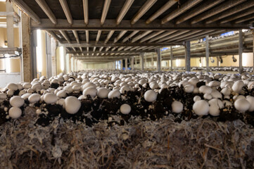 Growing of white champignons mushrooms, mycelium grow from compost into casing on organic farm in...