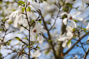 Spring blossom of white magnolia tree in sunny day with blue sky, seasonal flowers