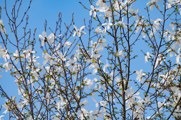 Spring blossom of white magnolia tree in sunny day with blue sky, seasonal flowers