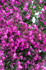 Fototapeta premium Pink blossom of Silene pendula catchfly ornamental plant in garden