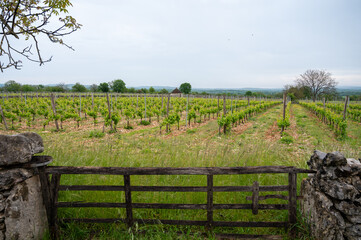 Obraz premium Vineyards near Rocamadour touristic city, making of red dry Amadour wine consists of Merlot and Malbec grape varieties, Dordogne, France