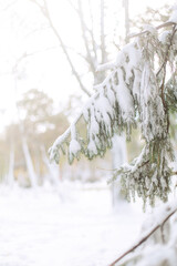 A snowy day in the park with yellow leaves