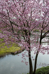 Spring blossom of pink sakura cherry tree in Japan and wooden bridge on background