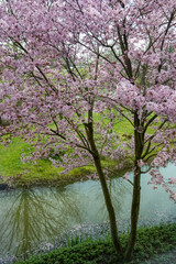Spring blossom of pink sakura cherry tree in Japan