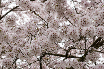 Spring blossom of Japanese white sakura tree, floral background