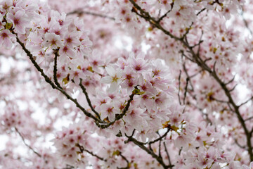 Obraz premium Spring blossom of Japanese white sakura tree, floral background