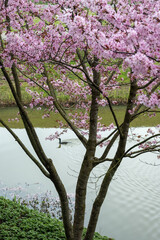 Spring blossom of pink sakura cherry tree in Japan