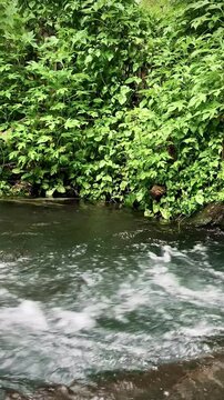 a river flowing in the forest with clear water