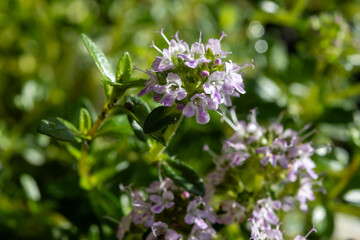 Spring blossom of pink aromatic kitchen herb thyme in garden
