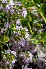 Spring blossom of pink aromatic kitchen herb thyme in garden