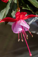 Colorful flowers of fuchsia magellanica flowers in spring garden