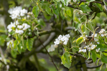 Organic farming in Netherlands, rows of blossoming conference pear trees on fruit orchards in Betuwe, Gelderland