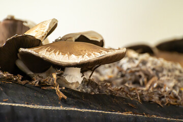 Growing of brown champignons mushrooms, mycelium grow from compost into casing on organic farm in Netherlands, food industry in Europe